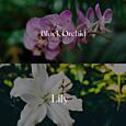 CERERIA MOLLA - Premium XXL -  difuzér - Black Orchid & Lily - 3000 ml - krémová